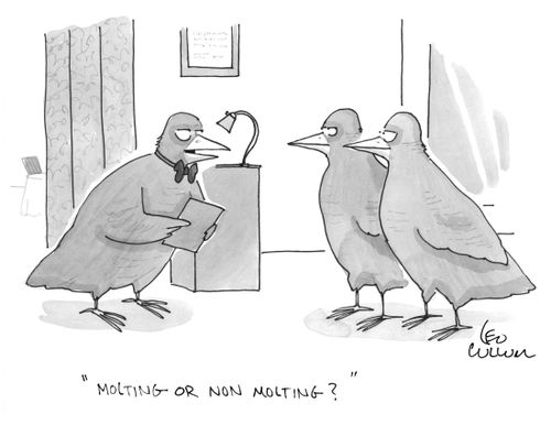 "Molting or non molting?"