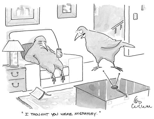 "I thought you were migratory."