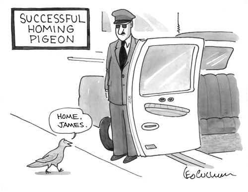 Successful Homing Pigeon.