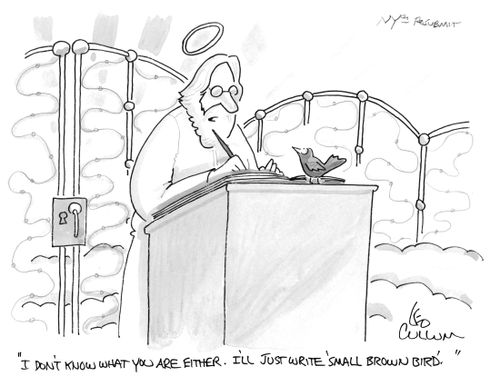 "I don't know what you are either. I'll just write 'small brown bird'."
