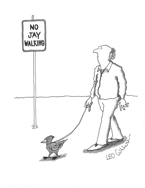 No jay walking.