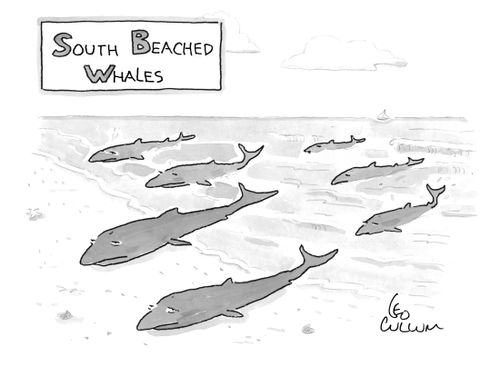 (South Beached Whales)