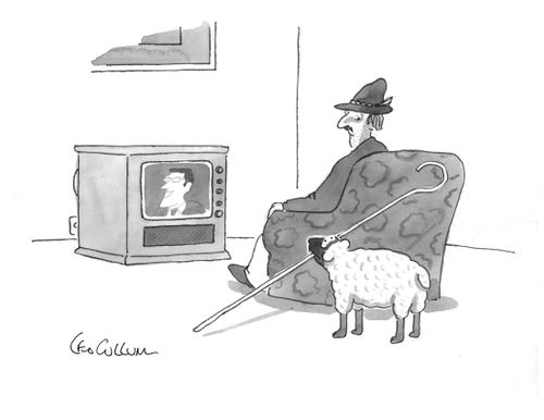 Sheep fetching crook.
