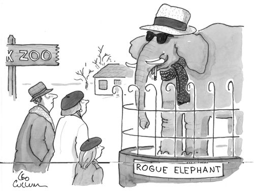 Rogue elephant