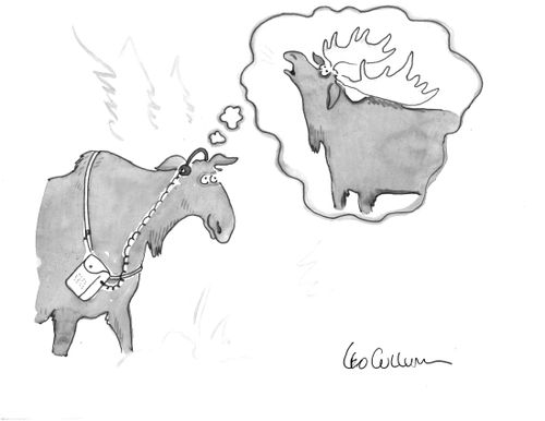 A female moose uses a portable music player to listen to the mating call of a male moose.