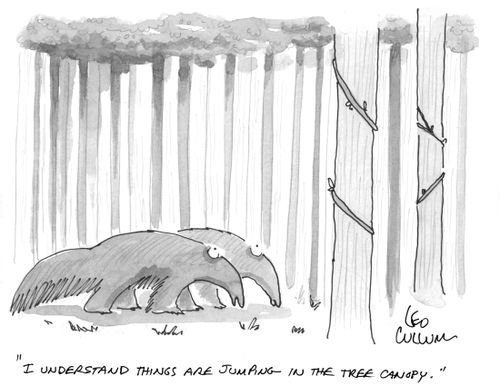 "I understand things are jumping in the tree canopy."