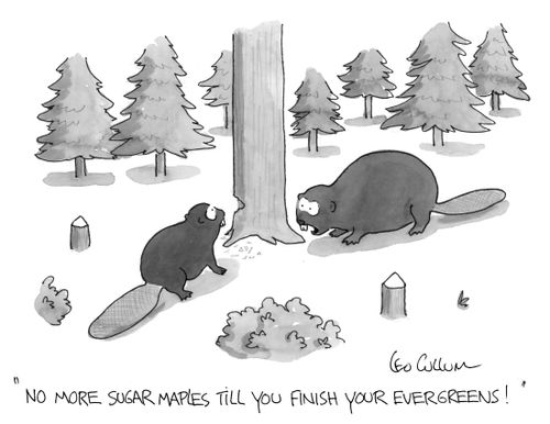 "No more sugar maples till you finish your evergreen!"