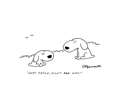 "Just fetch, don't ask why."