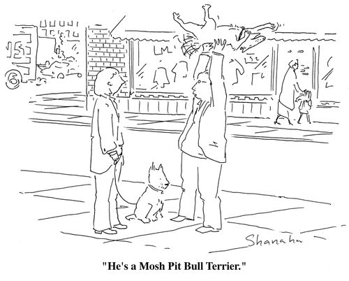 "He's a Mosh Pit Bull Terrier."