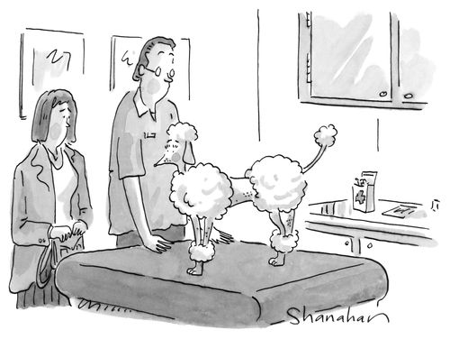 An inbred poodle.