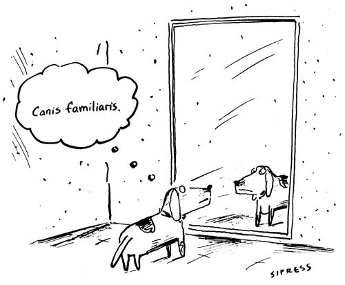 "Canis familiaris."