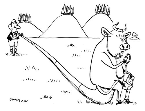 Cow uses Alphorn as a toilet