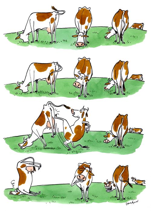 A cow plays a prank on another cow.