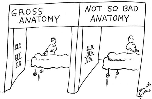 Gross anatomy. Not so bad anatomy