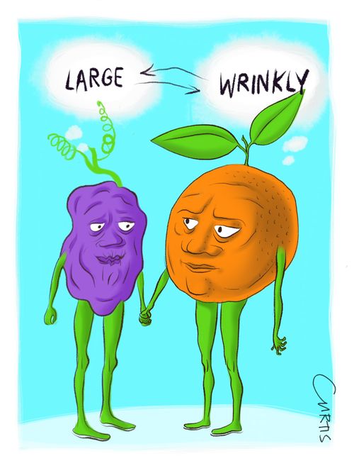 Large, wrinkly