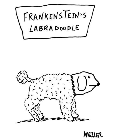 Frankenstein's Labradoodle 