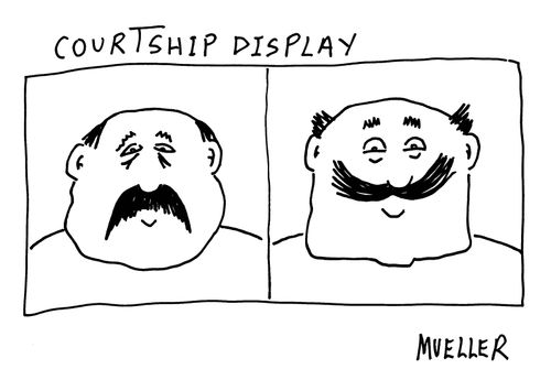 Courtship display