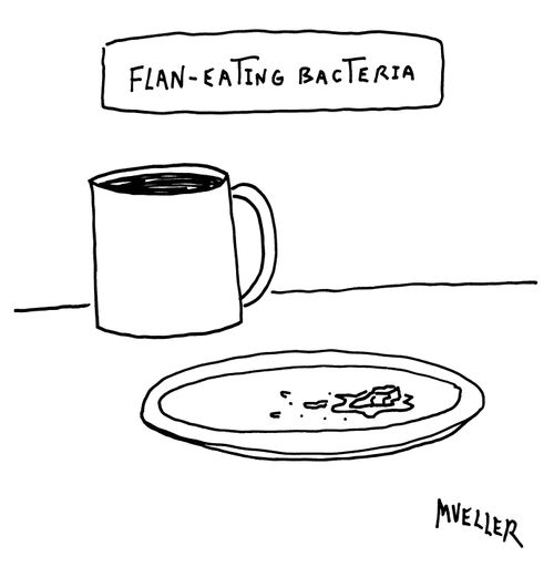 Flan-eating bacteria