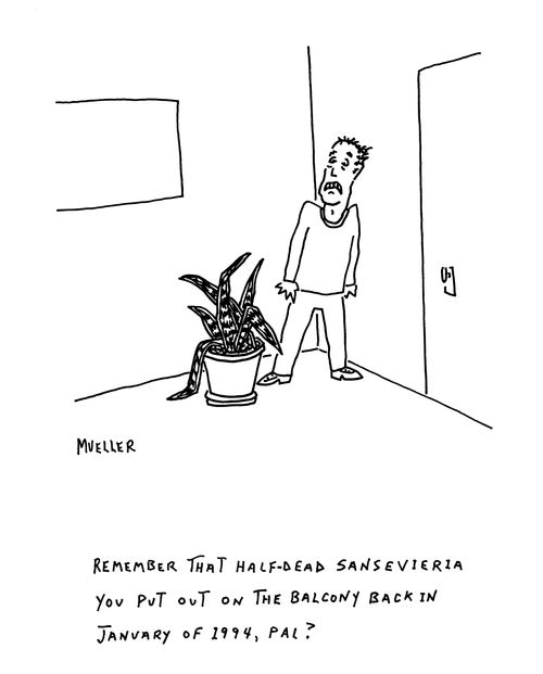 "Remember that half-dead sansevieria you put out on the balcony back in January of 1994, pal?"