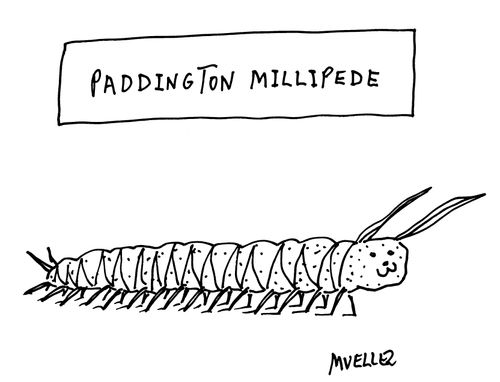 Paddington Millipede