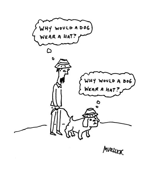 Why would a dog wear a hat?