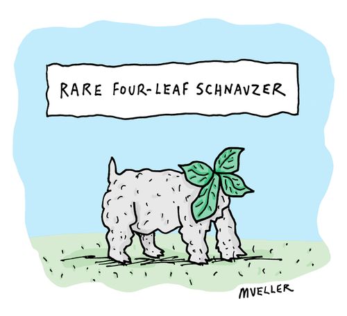 Rare four-leaf Schnauzer 