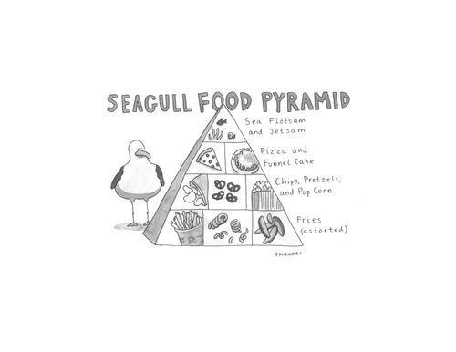 Seagull food pyramid