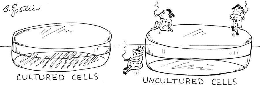 Cultured Cells/Uncultured Cells