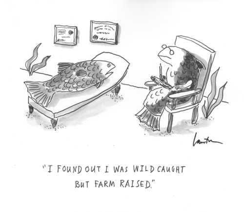 "I found out I was wild caught but farm raised."