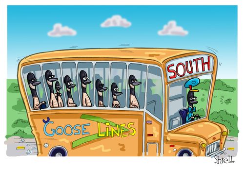 Goose Bus Driving South