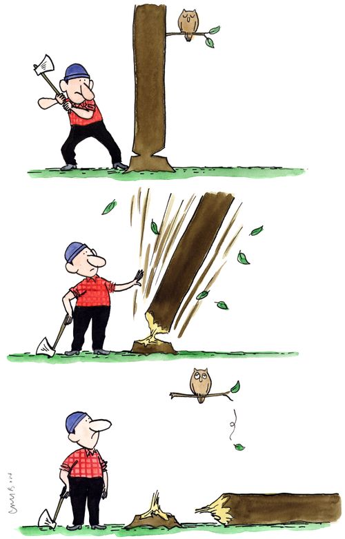 A lumberjack chops down a tree