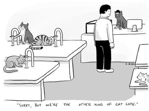 "Sorry, but we're the other kind of cat cafe."