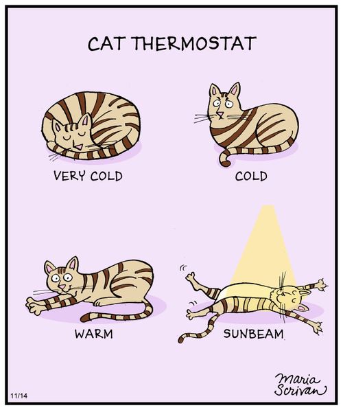 Cat Thermostat