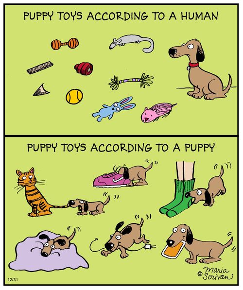 Puppy toys according to a human vs. puppy toys according to a puppy