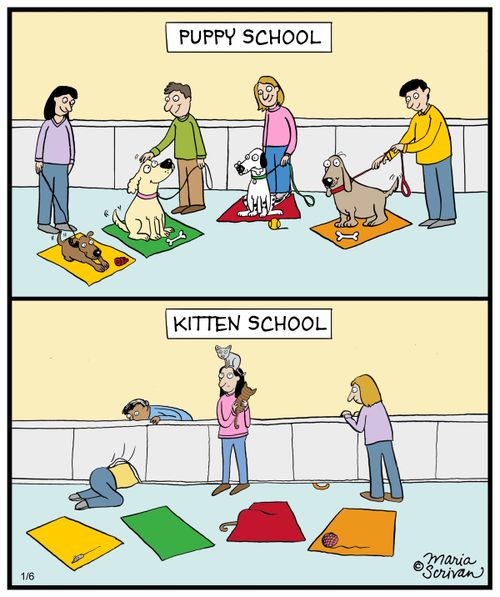 Puppy school vs. kitten school
