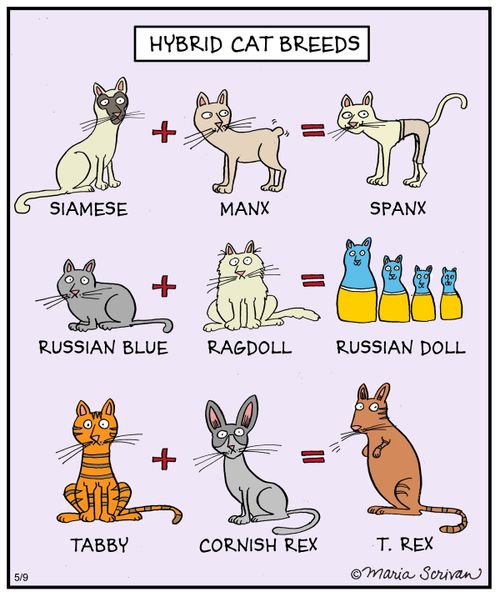 Hybrid Cat Breeds