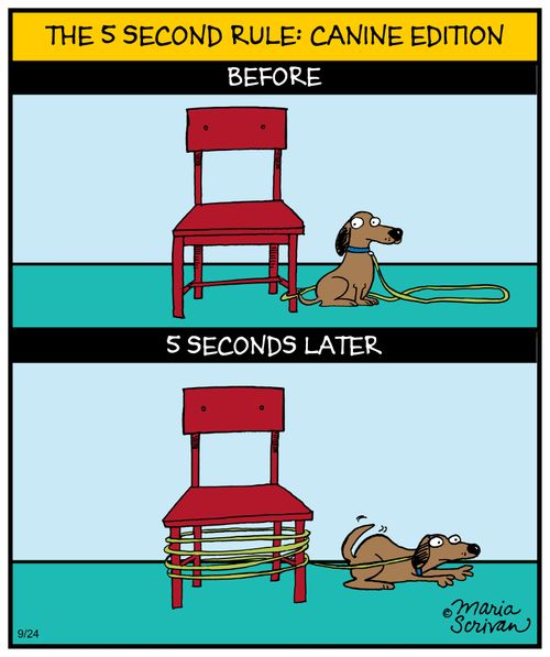 The 5 second rule: canine edition