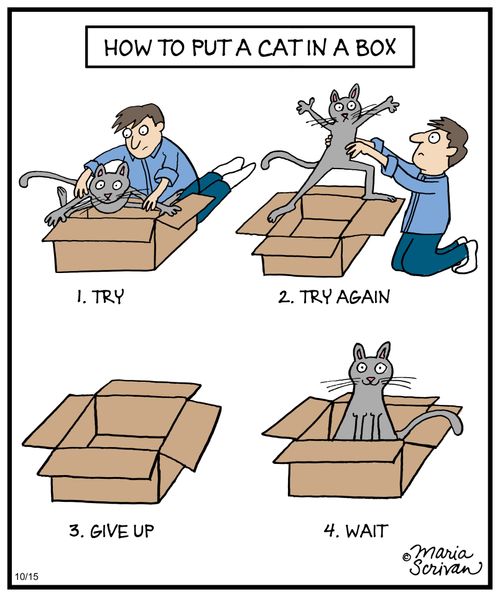 How to put a cat in cat in a box
