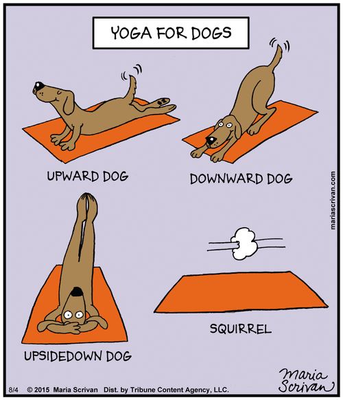 Yoga for dogs