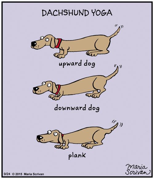 Dachshund Yoga