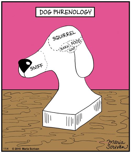 Dog phrenology