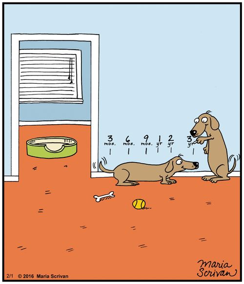 Dachshund grown chart