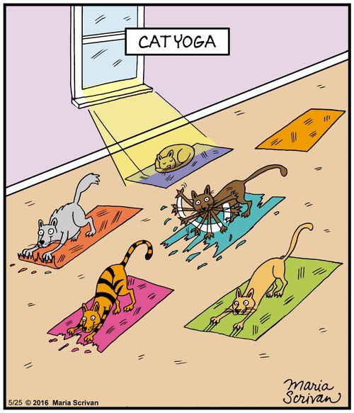 Cat Yoga