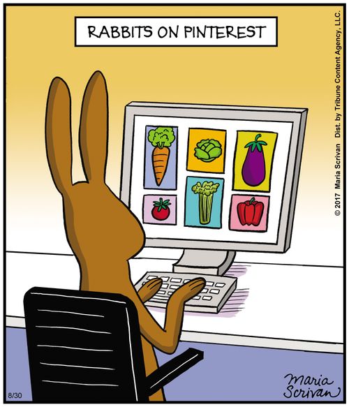 Rabbits on Pinterest