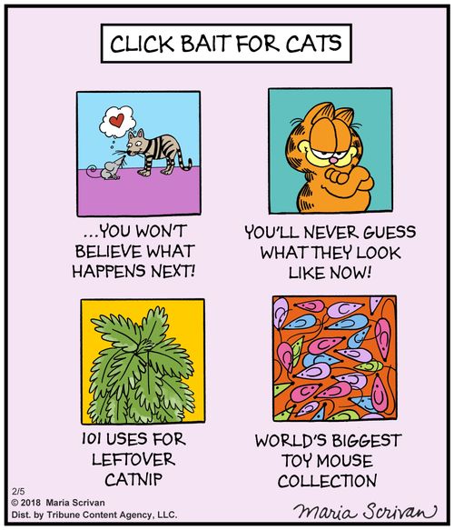 Click bait for cats