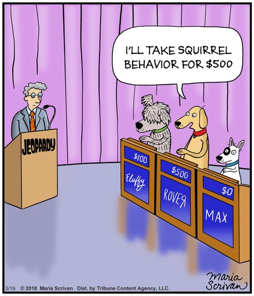 "I'll take squirrel behavior for $500."