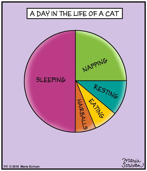 A day in the life of a cat