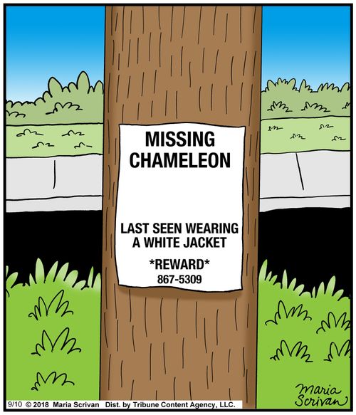 Missing Chameleon