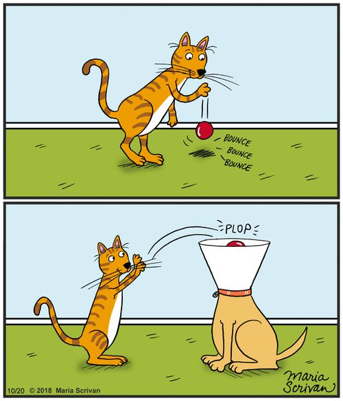 Cat tormenting a dog in a cone collar.