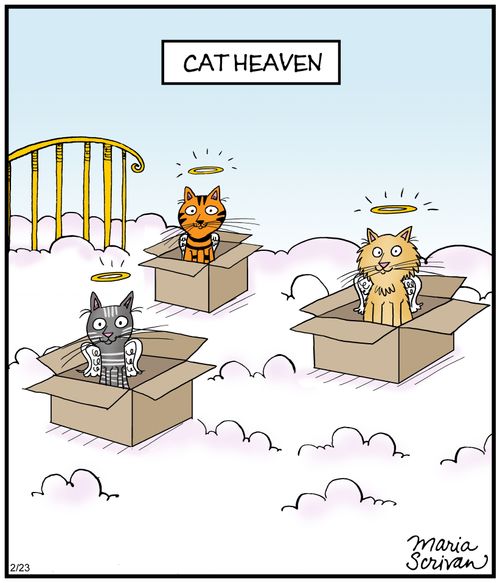 Cat Heaven